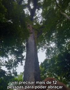 Un árbol alto con las palabras contra el presidente Mars personas Paneder proyector en Vila Torres, en Cachoeiras de Macacu