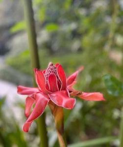 una flor roja sentada sobre una planta en Vila Torres, en Cachoeiras de Macacu