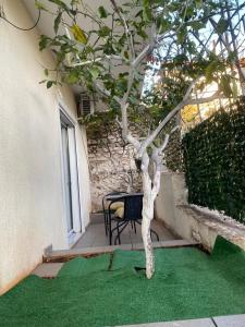 un petit arbre assis au-dessus d'une pelouse verte dans l'établissement T. Bello Apartments, à Saranda