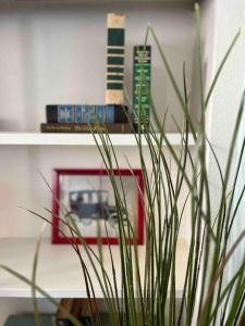 a plant in front of a shelf with books at Blue Bungalow near OU Med/Downtown in Oklahoma City