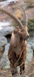 a ram with large horns standing in the grass at Grand Rive in Saint-Pierre