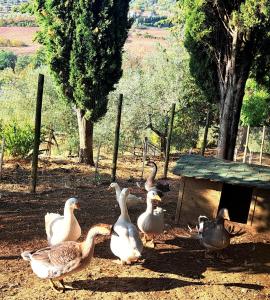 Agriturismo Villa Guarnaschelli外面的花园