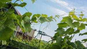 韦因地区拉奇Zweytick Gästezimmer Weingut的相册照片