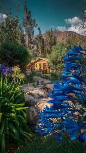 un grupo de flores azules en un jardín en Andean Wings Valley en Urubamba