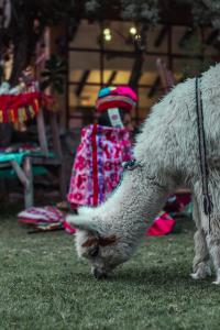 Domácí mazlíčci ubytovaní s hosty v ubytování Andean Wings Valley