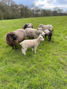 una manada de ovejas de pie en un campo de hierba en Forest View Shepherd Hut, en Ewhurst