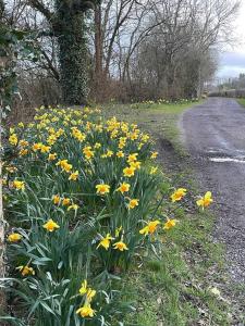 a field of yellow flowers next to a road at Forest View Shepherd Hut in Ewhurst