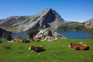 grupa krów leżących na polu obok jeziora w obiekcie Casa fredi w mieście Cangas de Onís