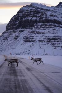 dos ciervos cruzando una carretera frente a una montaña en REY Stays - Small & Cozy Studio, en Höfn