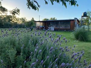 a field of purple flowers with a building in the background at La Alegría in Alegre