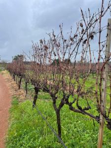 a row of grapes on a fence in a field at Rosewood Guesthouse in Margaret River Town