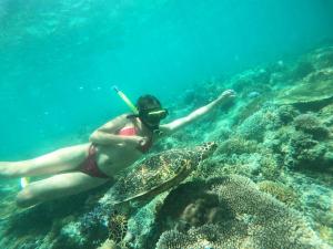 a person swimming in the ocean with a turtle at Fantastic Cottages in Gili Meno