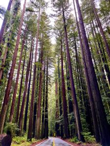 a road in the middle of a forest with tall trees at Avenue of the Giants Caraway Cottage (#3) in Miranda