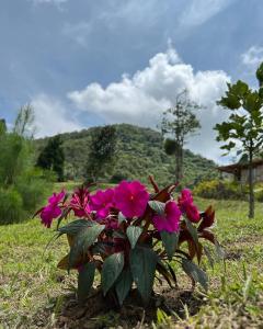 a plant with pink flowers in a field at Glamping Villa del Bosque in Santa Rosa de Cabal
