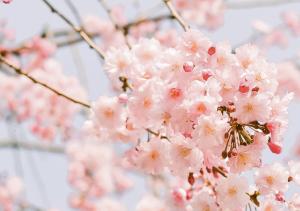 札幌市にある札幌グランドホテルの桜の木の上に咲くピンク色の花