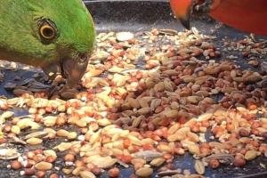 Zvířata v prázdninového domu nebo okolí