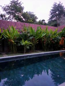 een zwembad voor een huis met planten bij Pool House Studios in Kuta Lombok