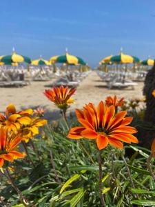a group of orange flowers in front of a beach at Rimini Bay Suites&Residence in Rimini +97 photos