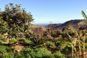 a field of plants with the ocean in the background at Granatelli Holiday Home in Altavilla Milicia