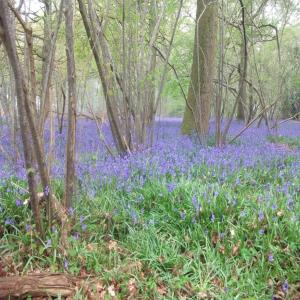 un campo di fiori blu nel bosco di Finest Retreats - The Bakers Hut a Ashurst