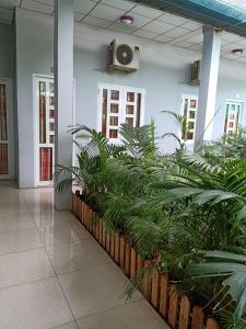 eine Reihe von Pflanzen in einem Flur in einem Gebäude in der Unterkunft MOTEL MINH TÂM 28 