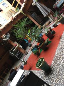 a group of potted plants sitting on a red table at Riad assriir in Tiznit