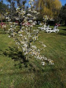 a tree with white flowers in the grass at Willa Wiselka in Wisełka