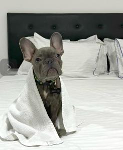 małego psa siedzącego na łóżku w obiekcie Hotel Fenix w mieście Cúcuta