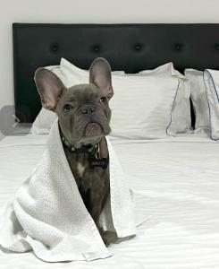 Letto o letti in una camera di Hotel Fenix