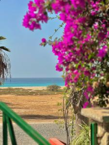a view of the beach with pink flowers at Boutique Apartments Ibiscus in Santa Maria