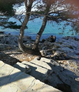 un albero sulle rocce vicino all'acqua di HOUSE Kod dide a Primošten