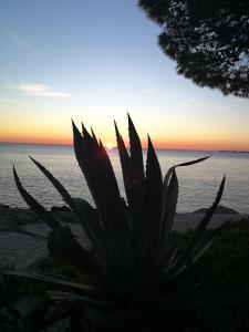 a plant in front of the ocean at sunset at HOUSE Kod dide in Primošten