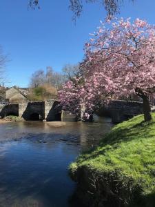 a tree with pink flowers on the side of a river at Lavender Cottage, 3 School Road, Clun, Shropshire in Clun