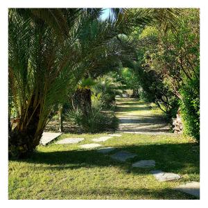 un camino con un montón de palmeras en un parque en Le Mas de la Palmeraie - Mas 3 dans propriété privée au calme avec piscine et tennis, en Bormes-les-Mimosas