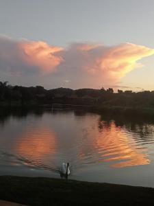 łabędź pływający w jeziorze o zachodzie słońca w obiekcie Cosy home in Pecanwood lake view - Hartbeesport w mieście Hartbeespoort