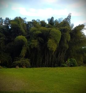 フィランディアにあるFilandia - Finca Rural La Guadalupanaの木々が茂る緑の畑