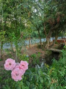 un grupo de rosas rosas sentadas junto a un arroyo en Cabañas los tres hermanos, en Linares