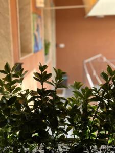 una pianta verde seduta davanti a una porta di LE CAMERE Luxury Rooms SIRACUSA a Siracusa