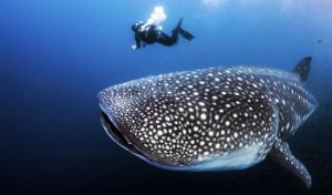 a whale shark with a diver in the background at Ekefaru Inn in Viligili