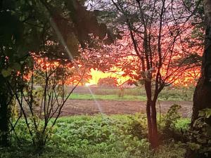 a sunset in the middle of a field with trees at The Ranch - beautiful twin room in Lusaka +4 photos