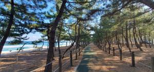 a path through pine trees on the beach at Gangneung Sacheon beach Happy House in Gangneung