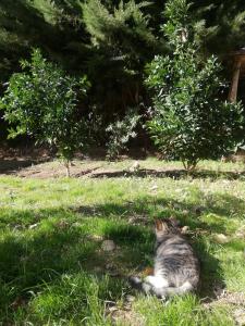 kot leżący w trawie na polu w obiekcie Hostal Acuariano Piscoelqui w mieście Pisco Elqui