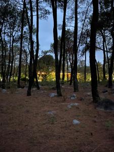 a wooded area with trees and rocks on the ground at Prakriti Aalay - Riverside Mountain View Boutique Eco Resort in Dharamshala