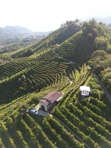 una granja en medio de un viñedo en Agriturismo Il Conte Vassallo en Miane