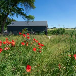 a field of red poppies in front of a blue building at Arduenna Silva ecologic designer house in La-Roche-en-Ardenne