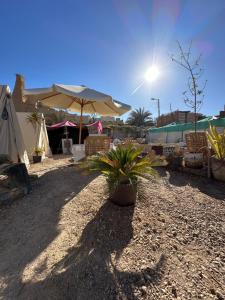 Fotografie z fotogalerie ubytování Muhra Camp Siwa v destinaci Siwa