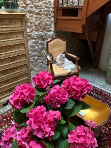 un gato sentado en una silla junto a flores rosas en Casa Doranda Vegueta, en Las Palmas de Gran Canaria