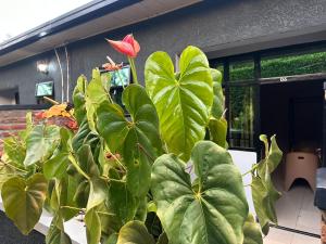 Ein Garten an der Unterkunft REBERO RESORT Ltd