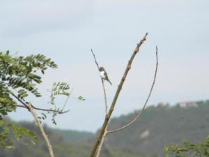 a bird perched on top of a tree branch at Centro Vacacional RECREASANA in Puerto López