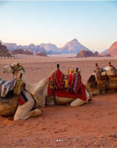 a group of people riding on camels in the desert at Wadi rum moon camp in Disah
